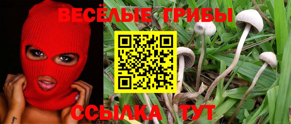 Псилоцибиновые грибы прущие грибы  Вход с VPN  Новочеркасск 
